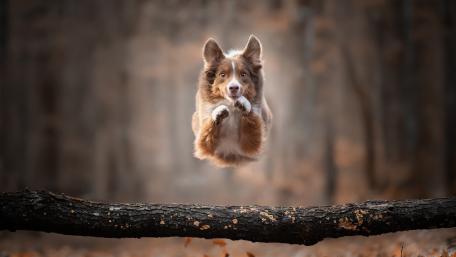 Leap of Joy Dog Soars Over Log in an Autumn Forest wallpaper