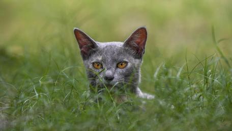 Silent Russian Blue Watching Through Summer Grass wallpaper