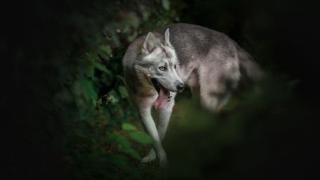 Majestic Husky Wandering Through Shadowy Forest Greenery in Ultra HD 5K wallpaper