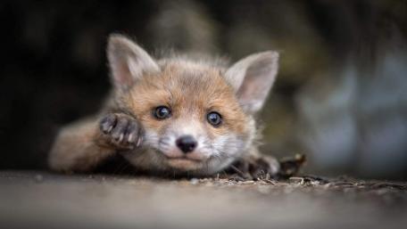Curious Red Fox Cub Reaching Out in Soft Forest Light wallpaper