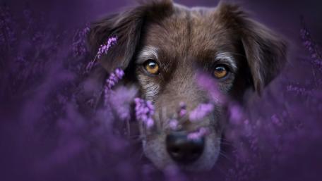 Gentle Dog Portrait Hidden Among Purple Wildflowers wallpaper