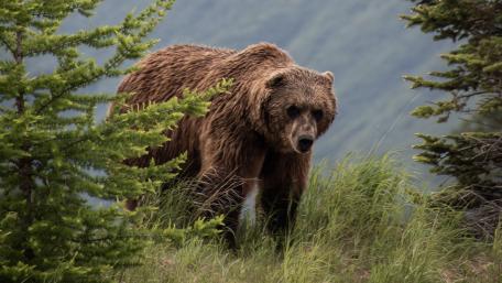 Majestic Brown Bear Roaming Through Evergreen Mountain Wilderness in 4K wallpaper