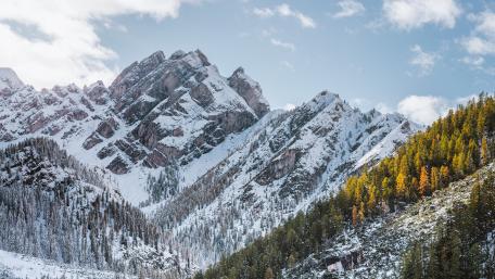 Snowy Peaks Above Golden Pines in the Dolomites of Braies wallpaper