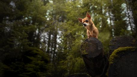 Forest Sentinel Chihuahua on Mossy Logs in 5K wallpaper