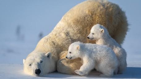 Arctic Tenderness Polar Bear Mother Resting With Curious Cubs wallpaper