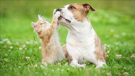 Tender Kitten Reaches for Gentle Dog in Sunny Meadow wallpaper