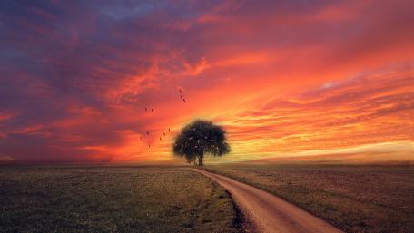 Solitary Tree at the End of a Sunset Dirt Road wallpaper
