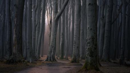Misty Woodland Path Through Towering Trees in Cinematic 4K wallpaper