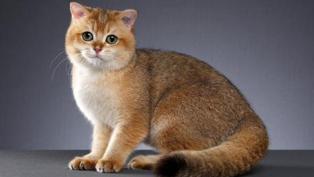 Golden British Shorthair Cat Portrait on Soft Gray Studio Background wallpaper
