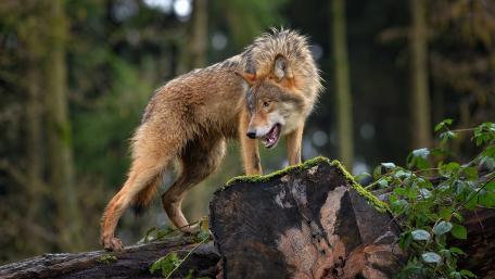 Wild Wolf Standing on Mossy Log in Misty Forest wallpaper