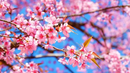 Radiant Sakura Blossoms Against Clear Blue Spring Sky wallpaper