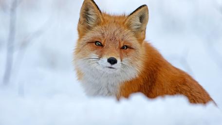 Serene Red Fox Resting in Fresh Winter Snow wallpaper