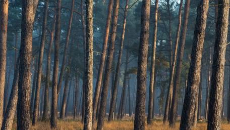 Misty Woodland Pines in Soft Morning Light wallpaper