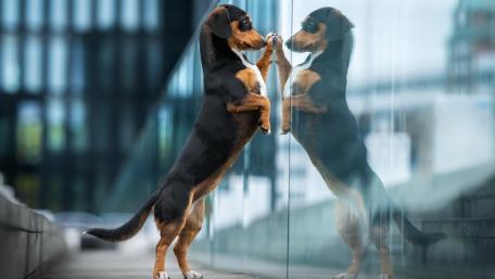 Curious Dachshund Meets Its Reflection in the City Glass wallpaper