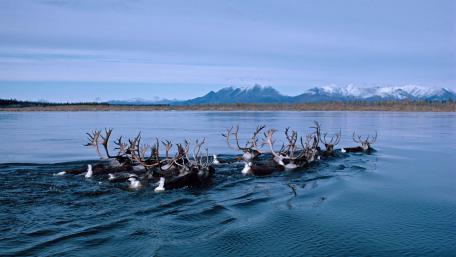 Caribou Crossing an Alaskan River Beneath Snowy Mountains wallpaper