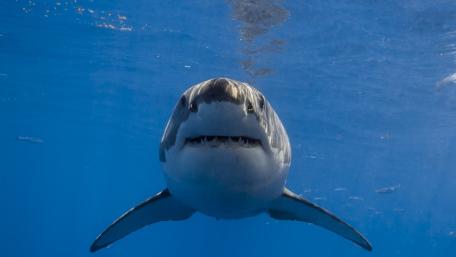 Face to Face with a Great White Shark wallpaper