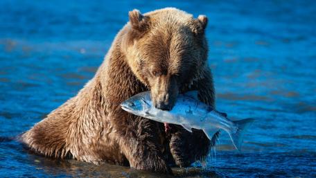 Grizzly Triumph with Salmon in Rushing River Waters wallpaper