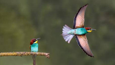 Bee Eaters in Motion Perched Watcher and Gliding Hunter wallpaper