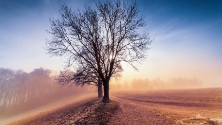 Lone Tree at Dawn in Soft Rolling Fog wallpaper
