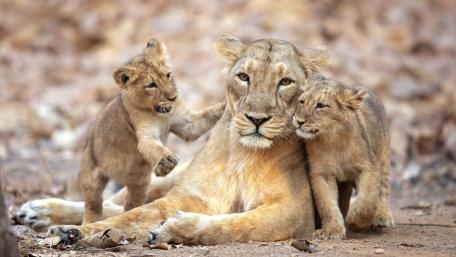 Tender Lioness and Playful Cubs in Warm Safari Light wallpaper