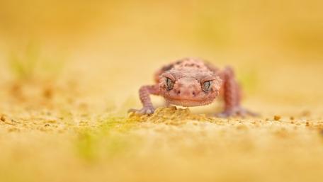 Desert Gecko Close Up in Warm Golden Sands wallpaper