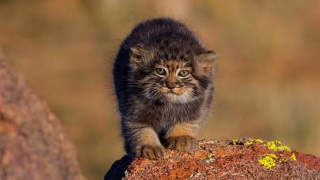 Fluffy Pallas Cat Kitten on Sunlit Rock wallpaper