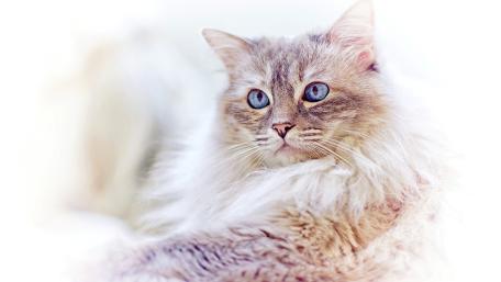Dreamy Blue Eyed Fluffy Cat on Soft White Background wallpaper