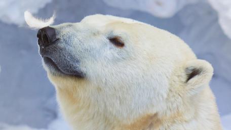 Feather Kissed Polar Bear Portrait in Arctic Serenity wallpaper