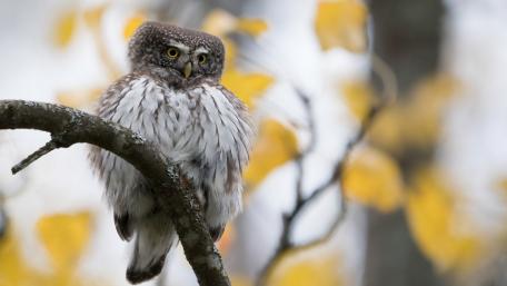 Eurasian Pygmy Owl Perched on Wintery Twig in Soft Light wallpaper