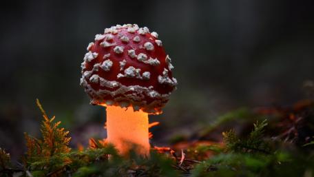 Glowing Amanita Muscaria Close Up in a Dark Forest wallpaper