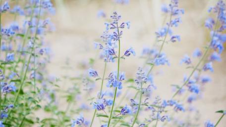 Soft Blue Nepeta Blossoms in a Dreamy Pastel Meadow wallpaper