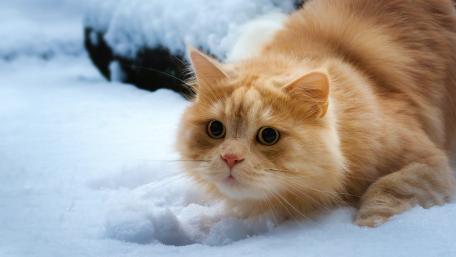Fluffy Ginger Cat Crouching in Fresh Winter Snow wallpaper