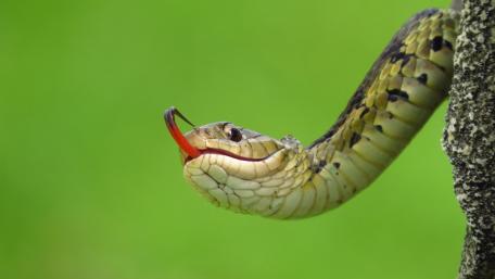 Tree Climbing Serpent with Tongue Flick Against Soft Green Bokeh wallpaper