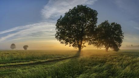Golden Sunrise Over Misty Countryside Field With Lone Trees In 4K wallpaper