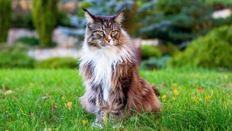 Majestic Maine Coon Cat Sitting Proudly in a Lush Garden wallpaper