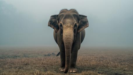 Majestic Elephant in Misty Grassland 4K Wildlife Wallpaper wallpaper
