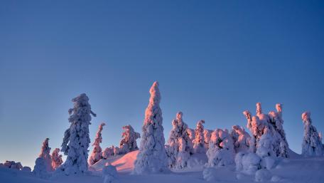 The snow forest at dawn and dusk in Lapland wallpaper