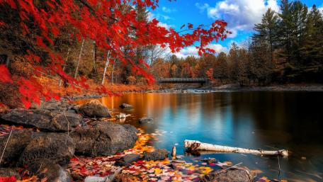 Crimson Canopy Over a Quiet Autumn River in Daylight 4K wallpaper