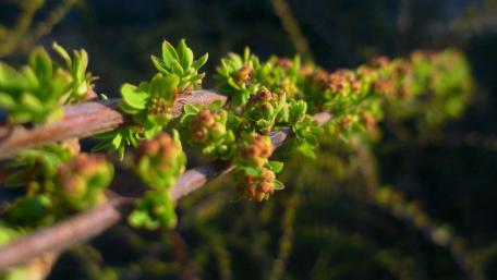 Sunlit Sea Buckthorn Buds Along a Wild Spring Bush Branch wallpaper