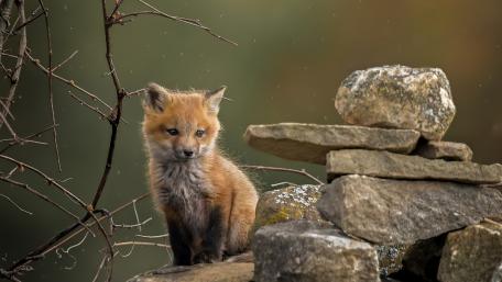 Curious Fox Cub Sitting by Stacked Stones in Soft Rain wallpaper