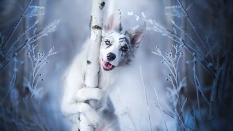 Playful Winter Pup Hugging a Birch in Frosty Forest wallpaper