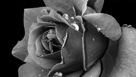Midnight Rose Close Up in Monochrome Raindrops wallpaper