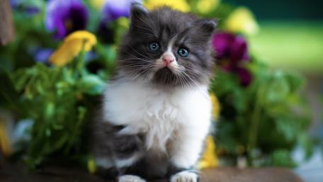 Blue Eyed Fluffy Kitten Among Garden Flowers wallpaper