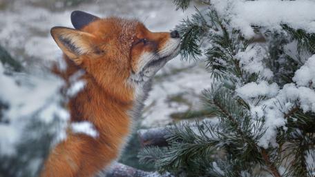 Curious Red Fox Among Snowy Pine Branches in Winter Forest wallpaper