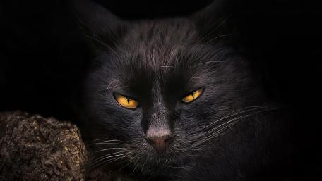 Amber Eyes in the Shadows Black Cat Close Up Portrait wallpaper