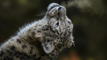 Upward Gaze Snow Leopard Portrait in Soft Mountain Light wallpaper