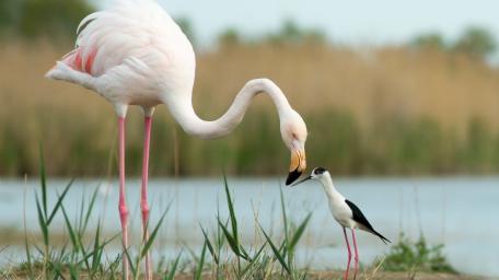 Graceful Flamingo and Marsh Shorebird in a Tranquil Wetland Scene wallpaper