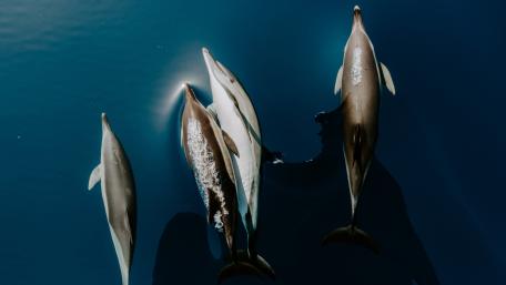 Dolphin Pod Gliding Through Deep Blue Waters Aerial 5K Wallpaper wallpaper