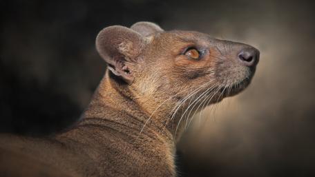 Alert Fossa Portrait in Warm Forest Light wallpaper