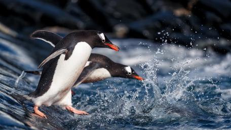 Gentoo Penguins Splashing Into Icy Seas of the Southern Ocean wallpaper